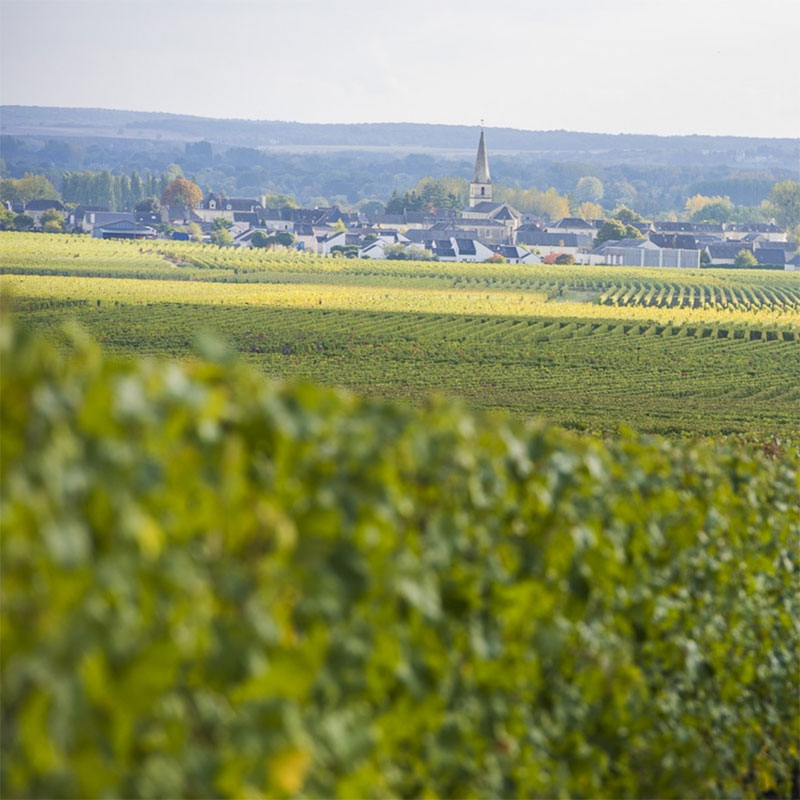 Vignoble de la Jarnoterie — Saint-Nicolas-de-Bourgueil